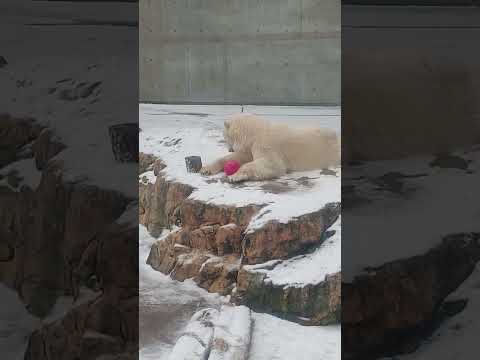 寝っ転がって転がりそうな桃色を抱きとめたモモ #男鹿水族館GAO #男鹿水族館 #ホッキョクグマ #浜松市動物園