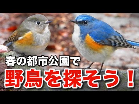 野鳥の楽園！美しい渡り鳥たちの小さな物語～