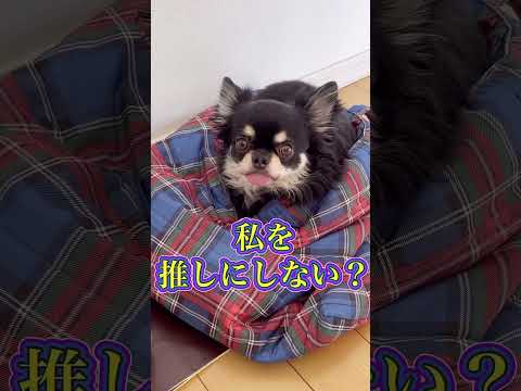 今推しがいないそこの君！#shorts #チワワ #chihuahuas #今推しがいない#funnydogs #癒し #dog #犬のいる生活 #cutedogs