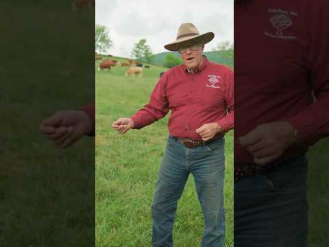 Replace fertilizer with rotational cattle grazing to maximize hay growth and heal the land. #farming