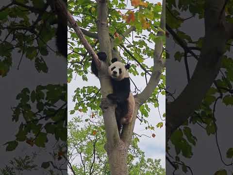 Panda climbing a tree!  熊猫爬树