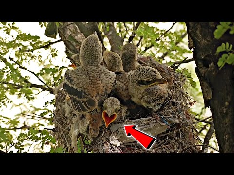 One baby woodshrike looks stuck under his buddies @BirdPlusNest