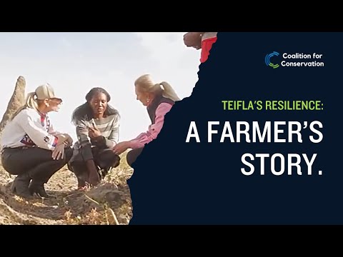 Teifla's Resilience: A Farmer's Story