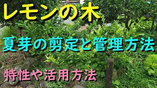 レモンの木 夏芽を切ります（剪定方法と管理の仕方）