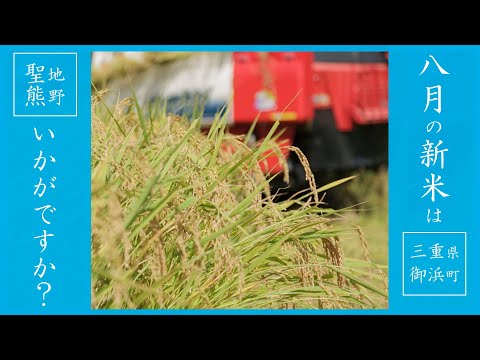 【Rural Japan】Rice Harvesting Has Begun | Rural Japan | Hidden Japan | Countryside Life Japan