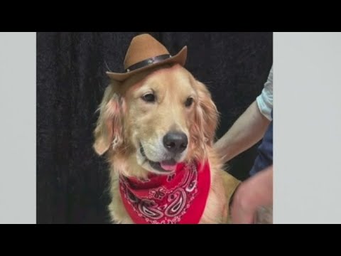 Hospital therapy dogs dress up at Joe DiMaggio Children's Hospital