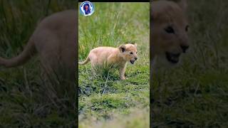 Little cute baby lion cub roar