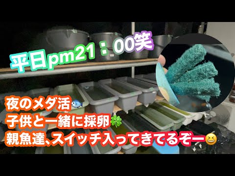 (メダカ)平日の夜も子供と採卵😄梅雨までが勝負どこ‼️