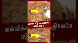 ஜல்லிக்கட்டு களத்திலேயே படுத்த நபர்..#shorts | #alanganallurjallikattu