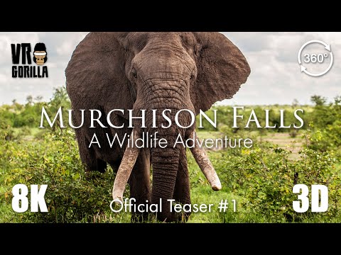 An Elephant's Intelligence - Murchison Falls - Official Teaser #1 (8K 3D 360 VR Video)