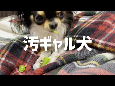 食べ方が汚すぎる「汚ギャル犬」チワワのrobin☆