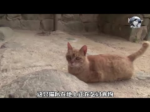 母猫在公园乞讨，没要到食物它一脸悲伤，孩子们还饿着呢