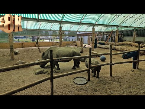 8K Wildlife Adventure: Rhino and Baby Enjoying a Meal at Blair Drummond Safari Park