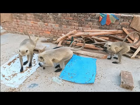 Bandar wala | monkey video | bandar bandar | bandar wala cartoon | bandar | bandar wala comedy