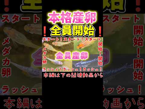 【メダカ】本格産卵❗全員開始❗日照時間🌞水温条件揃った🥚待った無し‼️#めだか#飼育#初心者#採卵#繁殖