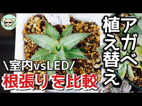 【アガベ植え替え】LED育成と室外の根張りはいかに!?【比較】