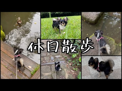 #79 チワワの休日散歩☆森林公園で自然と触れ合う