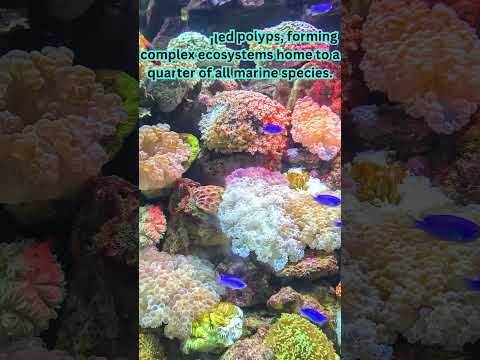 2 Facts That You Never Knew About Coral Reefs|| #shorts #trending #viral #education #coral #facts