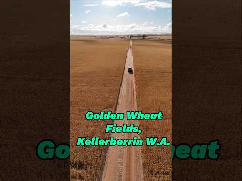 Golden Wheat Fields, Kellerberrin W.A. 🌾🌾🌾 #findinggspots