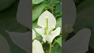 Flowers/Bougainvillea #nature#flowers#natureshorts#naturepeace#shorts#naturequest#peace