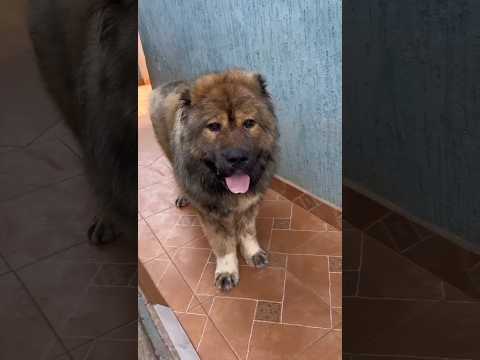 Imported Pedigree male Caucasian shepherd  available.Contact +233553284056  #dog #caucasianshepherd