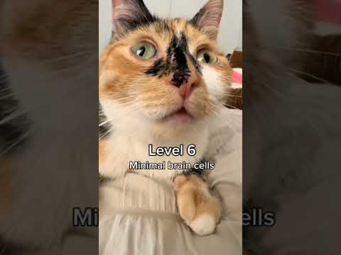 Sometimes cat have no brain cells for real #cat #pets #funnypets #funnycats #shorts