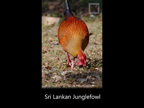 Sri Lankan junglefowl, (Gallus lafayettii) from Sri Lanka