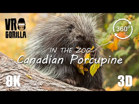 VR in the Zoo: Canadian Tree Porcupine (short) - 8K 360 3D