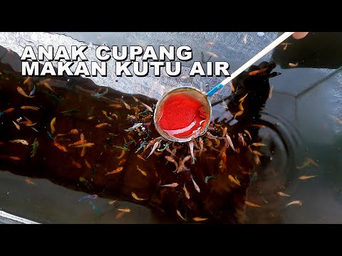 ANAK CUPANG MAKAN KUTU AIR