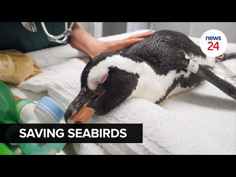 WATCH | Canaries in the coal mine: This seabird vet is saving African penguins one surgery at a time