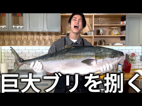 【魚】巨大なブリを入手してしまいました。ブリしゃぶを食べるために新しい包丁で捌いていく！