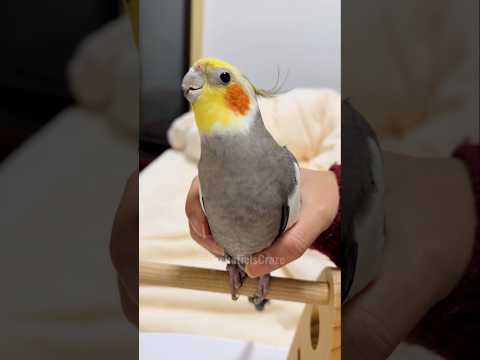 Adorable Cockatiel Larry's Cute Singing Moments 🥰🎶🦜 #cockatielscraze #birdsinging #cutepets