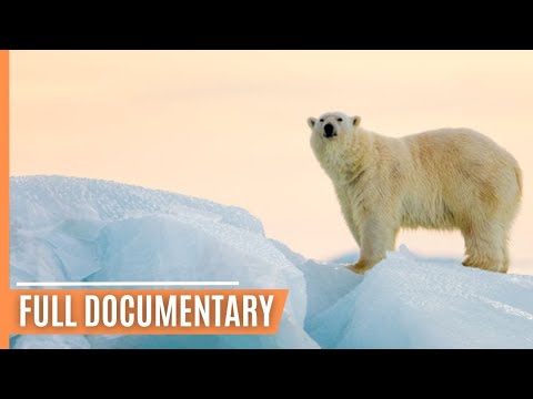 Chasing Polar Bears - Capturing the Arctic's Untamed Beauty | Full Documentary