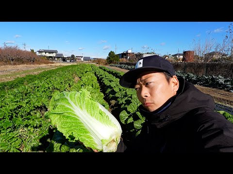 今年の白菜は難しかった話【虫被害・結球しない原因と対策】