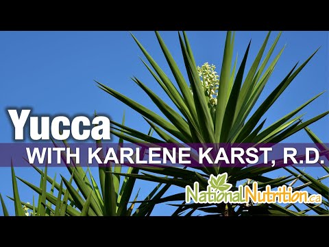 Yucca Plant for Arthritis Treatment - Professional Supplement Review | National Nutrition Canada