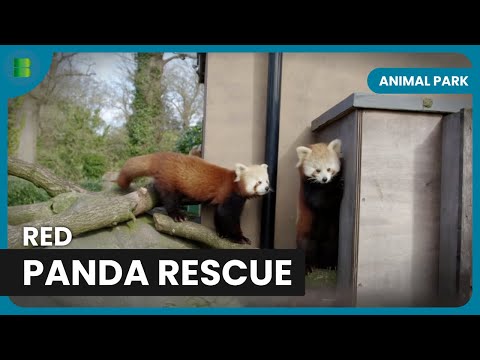 Saving Red Pandas - Animal Park - Documentary