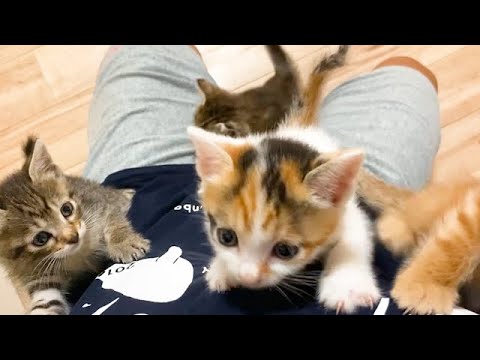 子猫たちとかくれんぼしたら大変なことに