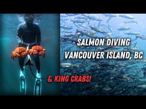 Salmon Snorkeling - The Ultimate Vancouver Island Adventure | PNW Samson