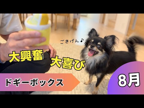 ドギーボックス【8月】