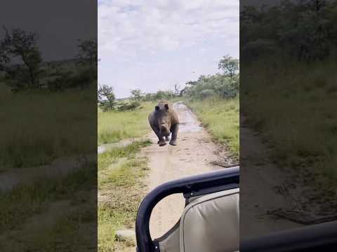 Wild Rhino Attacked on Safari Truck || #rhino #wildlife #attack #trending #shortsvideo #shorts