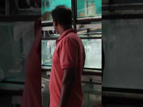 fish tour segment - godagama Aquarium sri lanka part 1