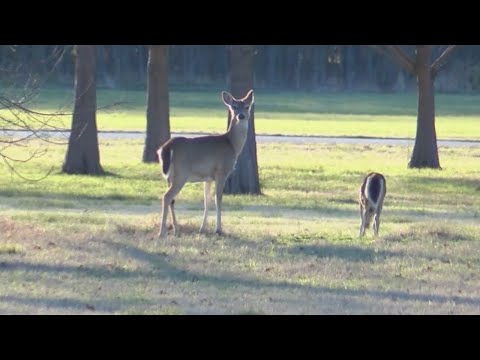 Deer overpopulation becoming headache for Little Rock residents