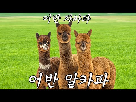 [MV] 어반자카파 - 어반 알카파