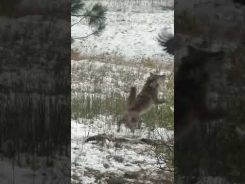 Epic Battle  Eagle vs  Coyote   Unbelievable Wildlife Showdown