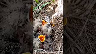 mother feeding spider #viral #babybirds #trending #shortfeed #babies