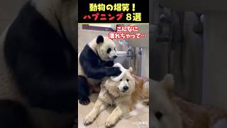 Instagramで9.5億回バズった動物ハプニング動画8選！8Animal Happenings Videos That Got 950 Million Buzz on Instagram!#犬#猫