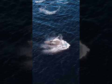 Best humpback 🐋 jump 😍😅😍 #shorts #humpbackwhale #whale