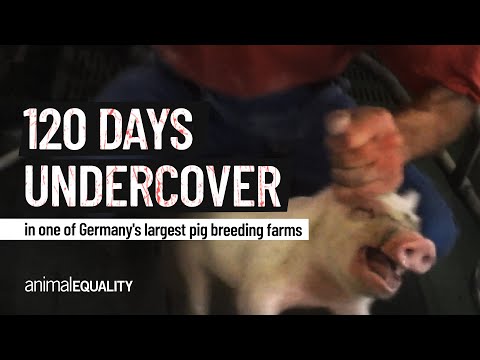 120 Days inside one of Germany’s largest pig farms