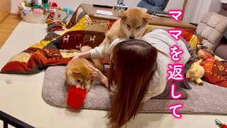 大好きなママを目の前で取られた柴犬が拗ねて大変なことになりました