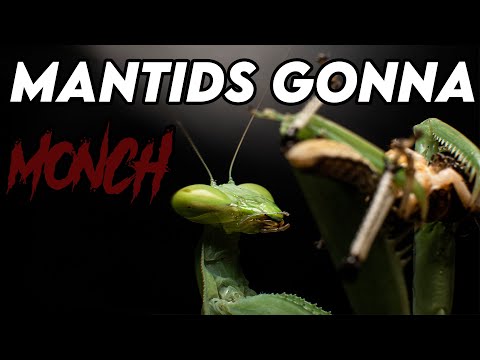 Roach gets MANGLED by this HUGE mantis! [FEEDING]